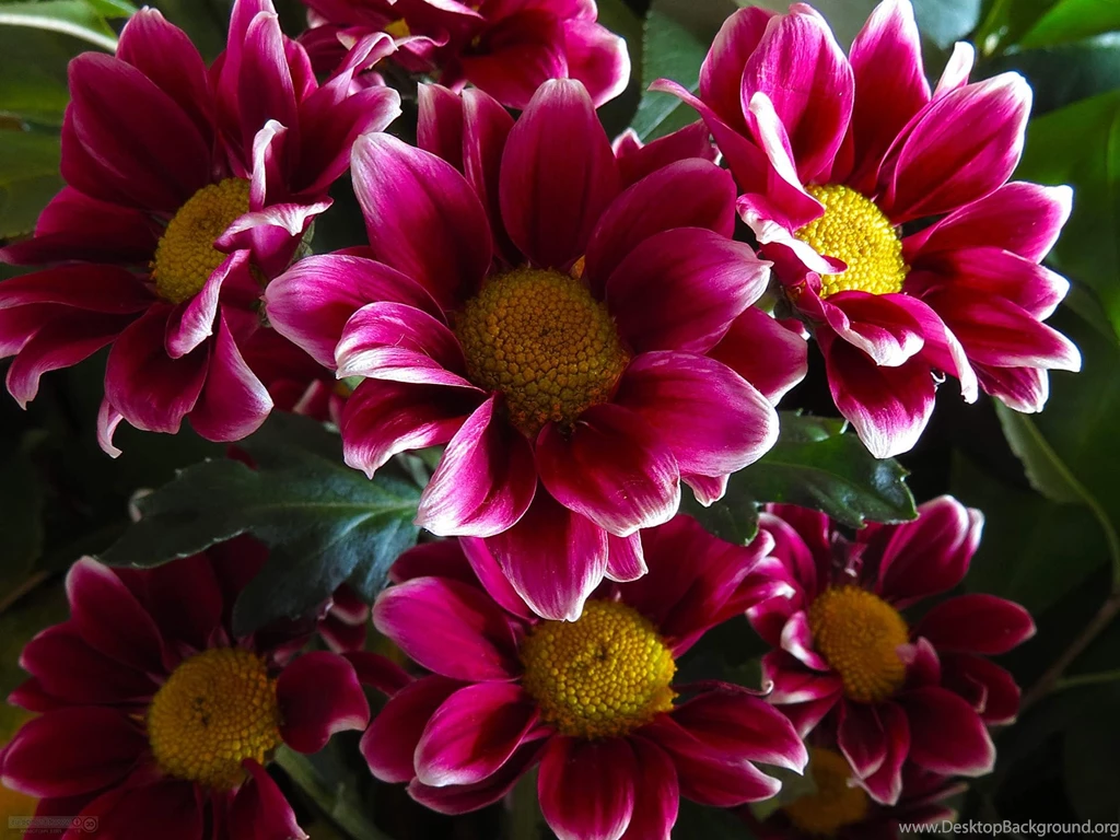 Vintage Flowers Wallpapers   HD Wallpaper Backgrounds Of Your Choice