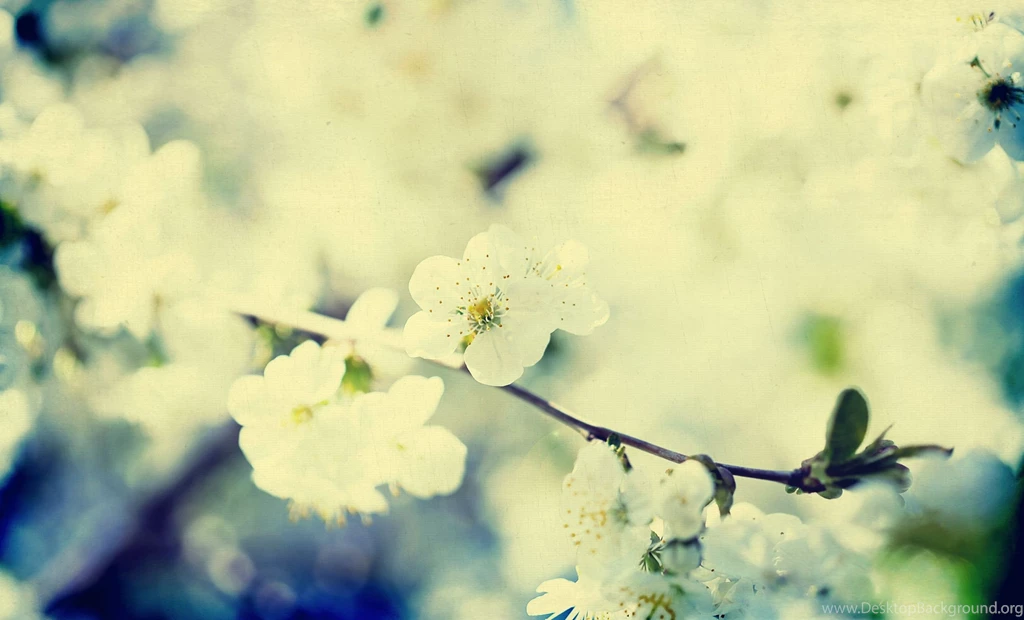 Vintage Flowers Tumblr Wallpapers HD