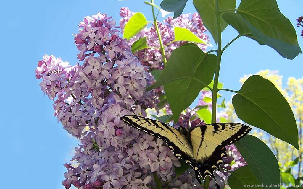 Dianna Butterfly Blue Bush Sky Lilac Swallowtail Butterflies ...