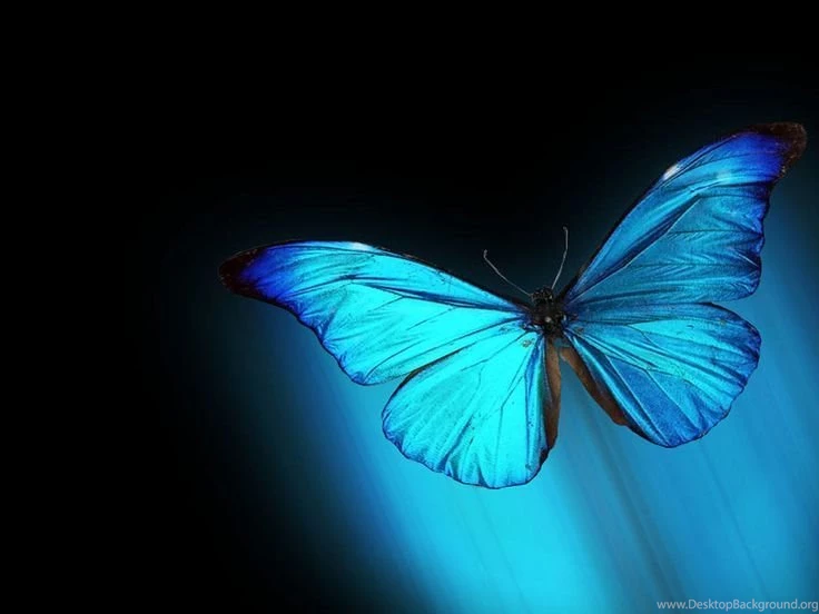 Butterfly Desktop Wallpapers