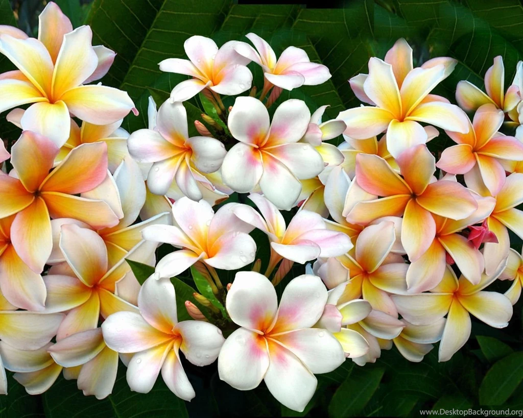 Flower Wallpapers For Mobile   Wallpapers High Definition