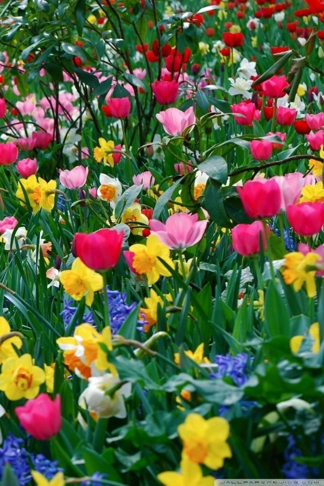 Spring Flowers HD Desktop Wallpapers : High Definition : Fullscreen ...