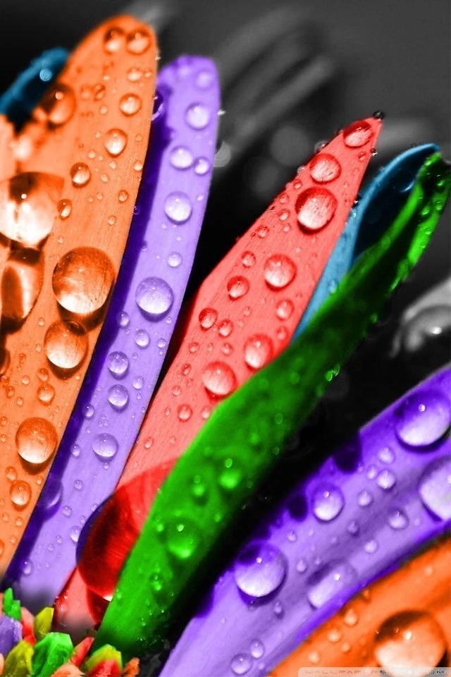 Colorful Flower HD Desktop Wallpapers : Widescreen : High ...