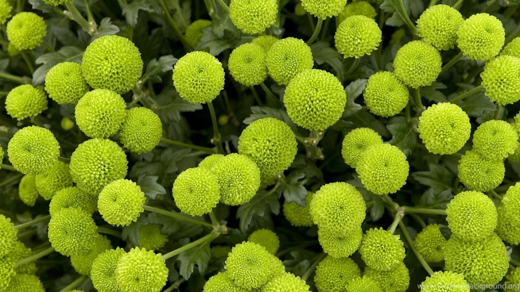 Beautiful Green Flowers Wallpapers