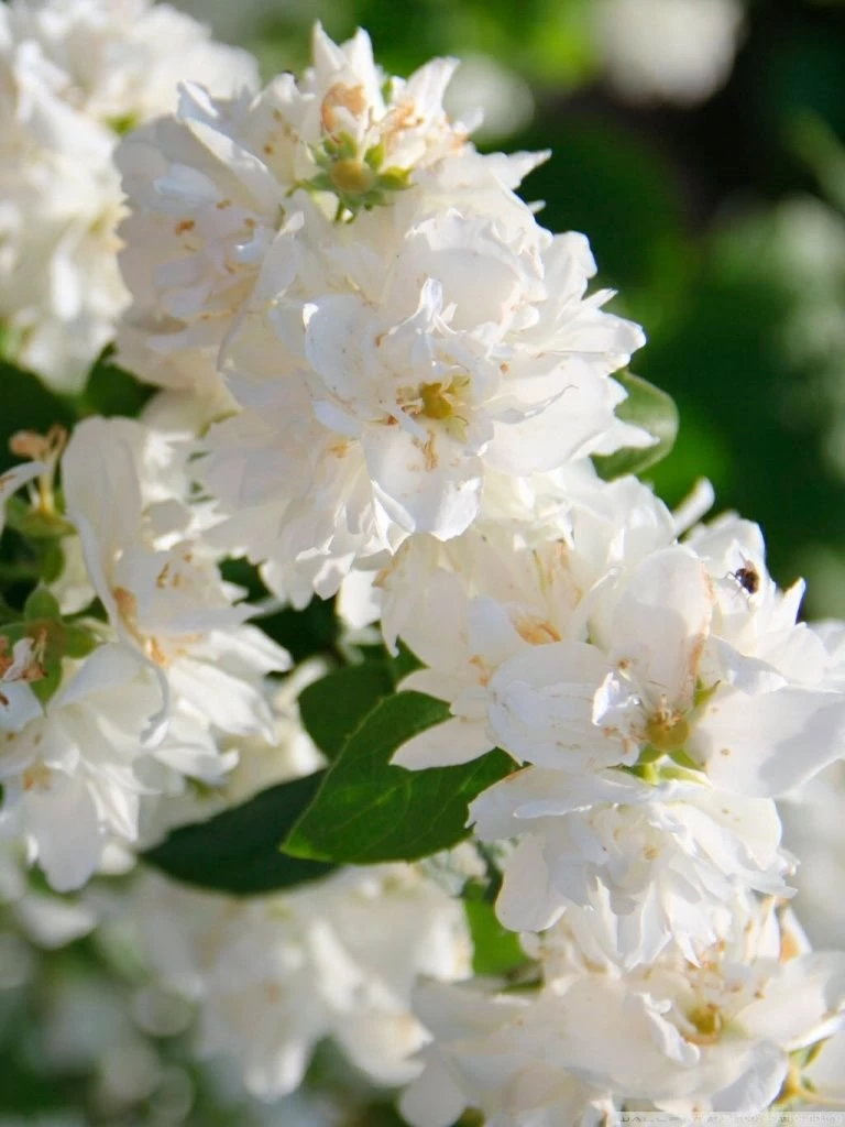 White Flowers HD Desktop Wallpapers : Widescreen : High Definition ...