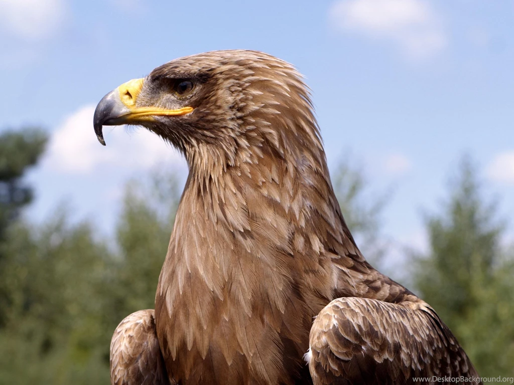 Golden Eagle Desktop Wallpapers, Golden Eagle Images Free , New ...