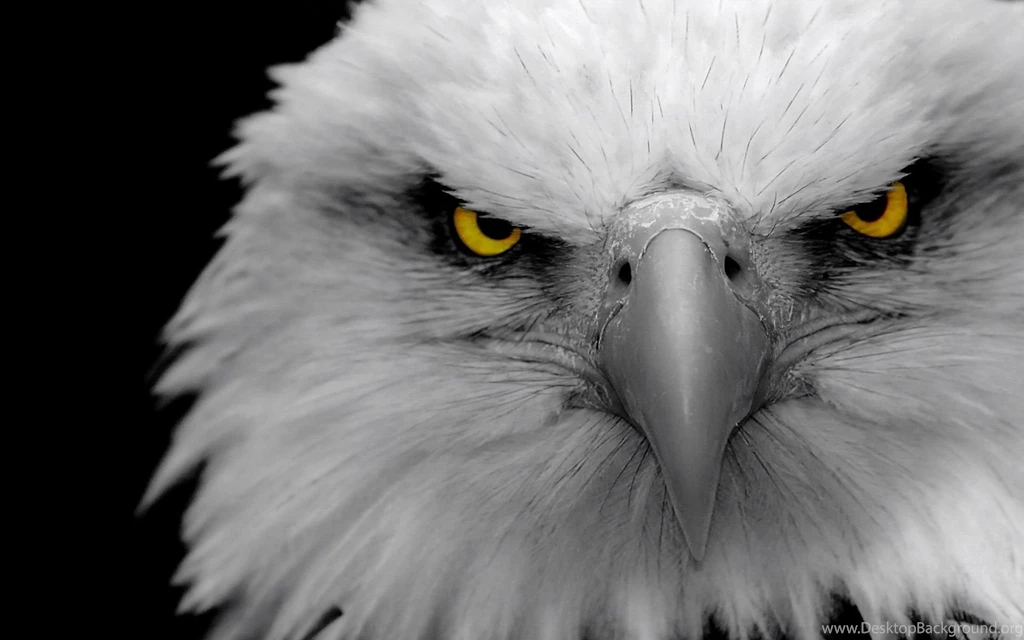 Black And White Eagle High Definition Wide HD Wallpapers