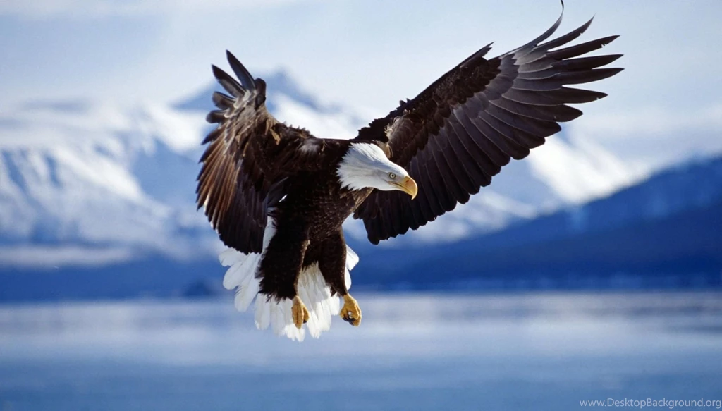 Eagle Flying Wallpaper.