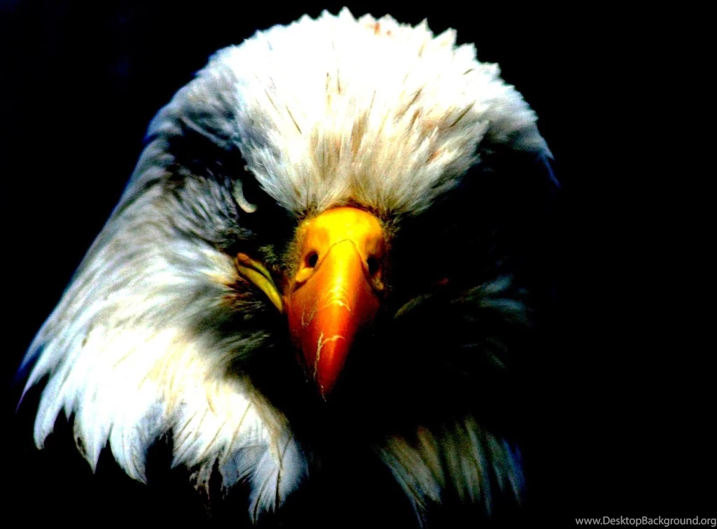 Birds Bald Eagle Flight Bird American Desktop Background Images ...
