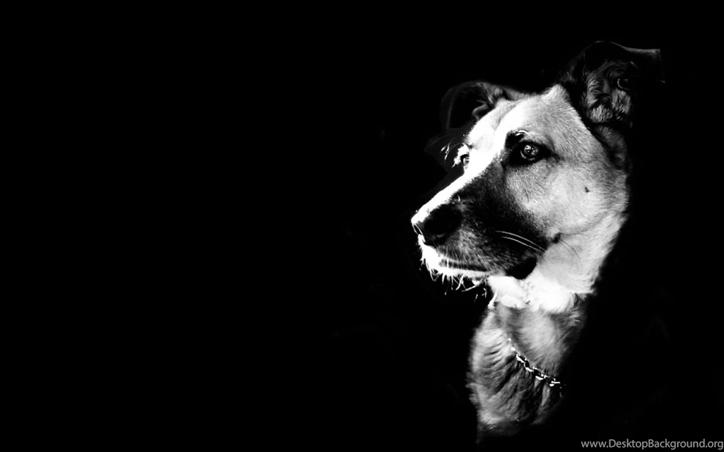 Black Animals Wallpapers 5 Wide Wallpapers Hdblackwallpaper.com