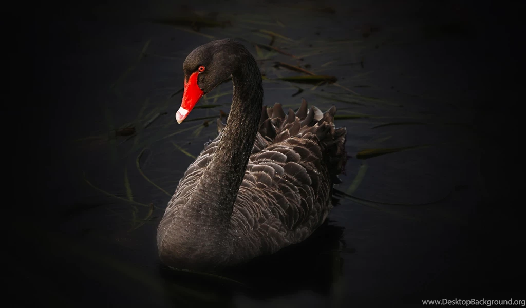 Black Swan 4k Wallpaper.