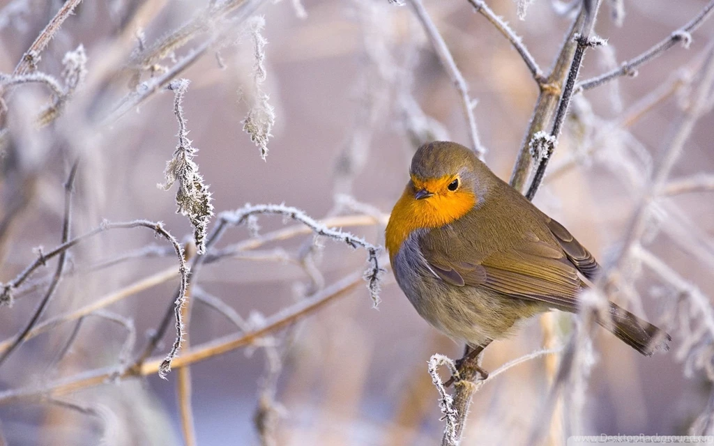 Winter Wallpapers Full HD
