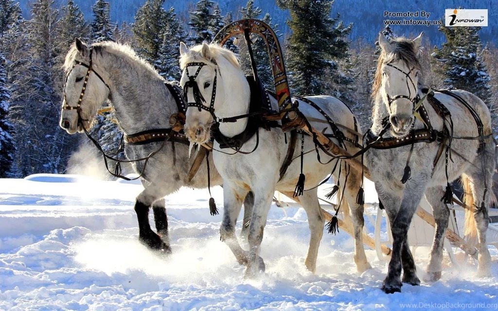 Winter Hd Images Photo 21 Of 331