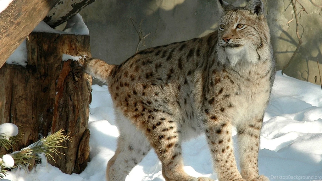 Download Wallpapers 1920x1080 Lynx, Forest, Snow, Winter Full HD ...