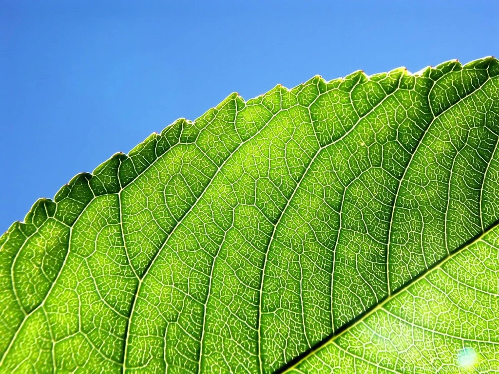 Nature Wallpapers Hd
