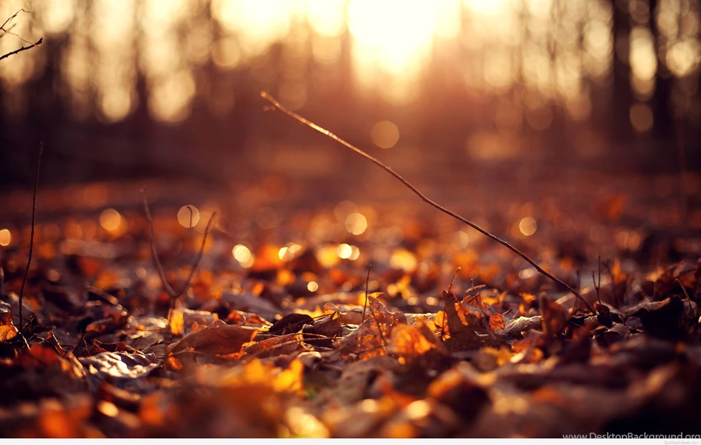 Autumn Backgrounds HDWPlan
