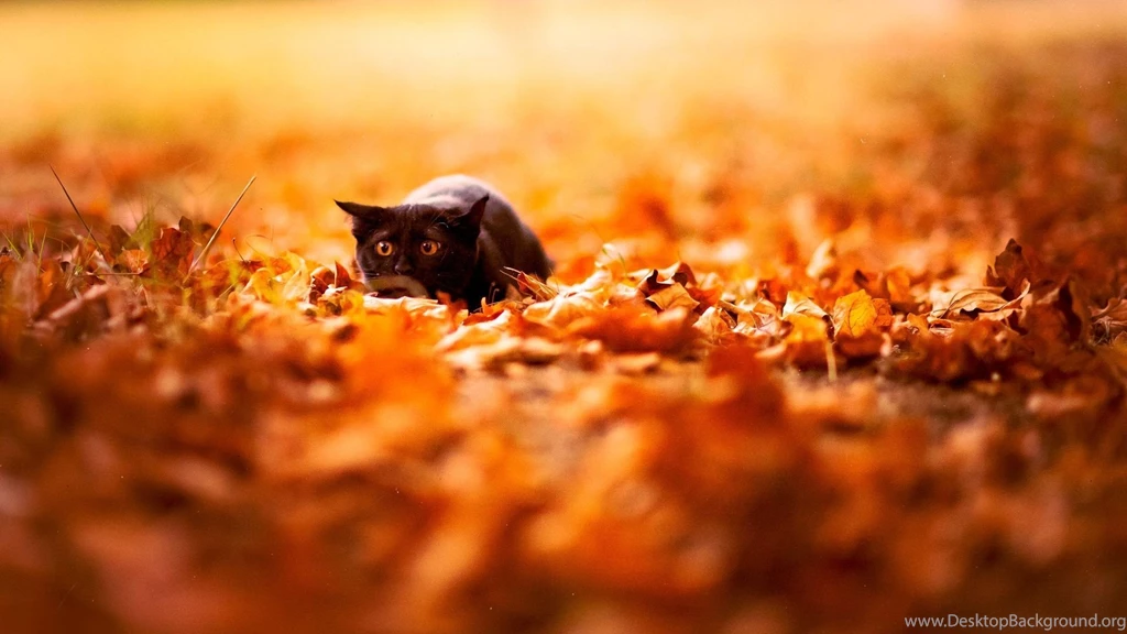 Download Wallpapers 1920x1080 Cat, Leaves, Autumn, Nature ...