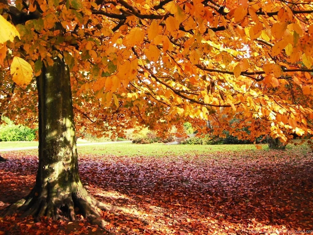 Autumn Backgrounds HD Wallpapers