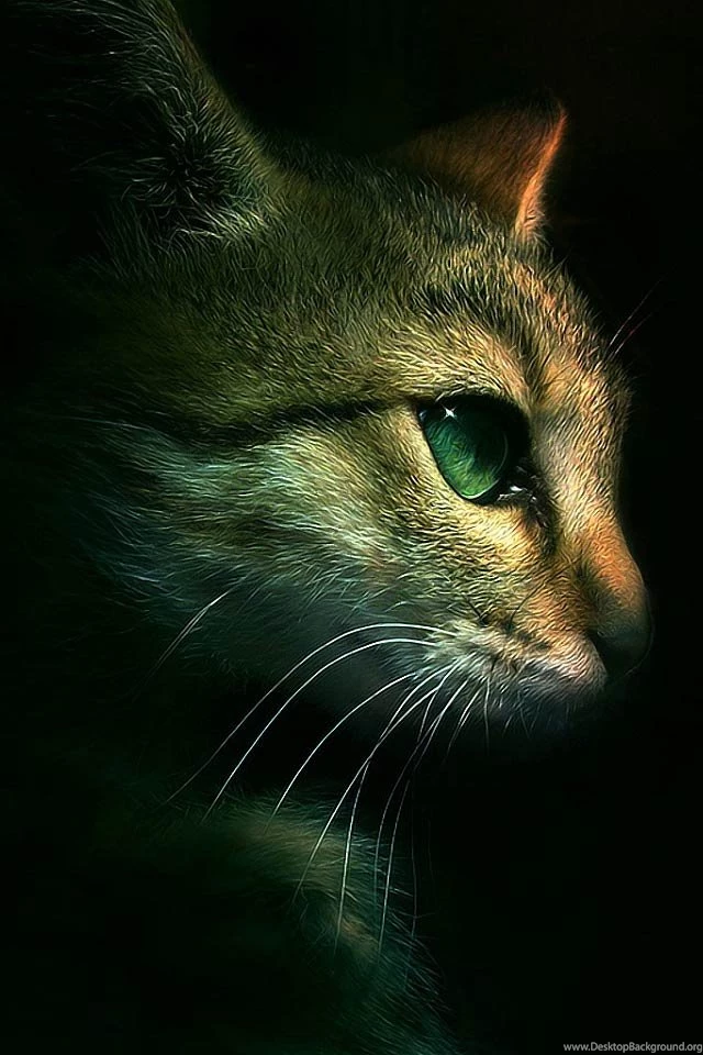 Cat iPhone 4s Wallpapers Download