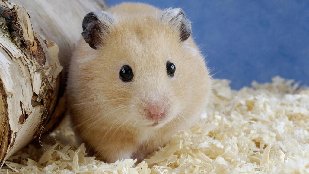 Cute Hamster Desktop Backgrounds HD 1920x1080