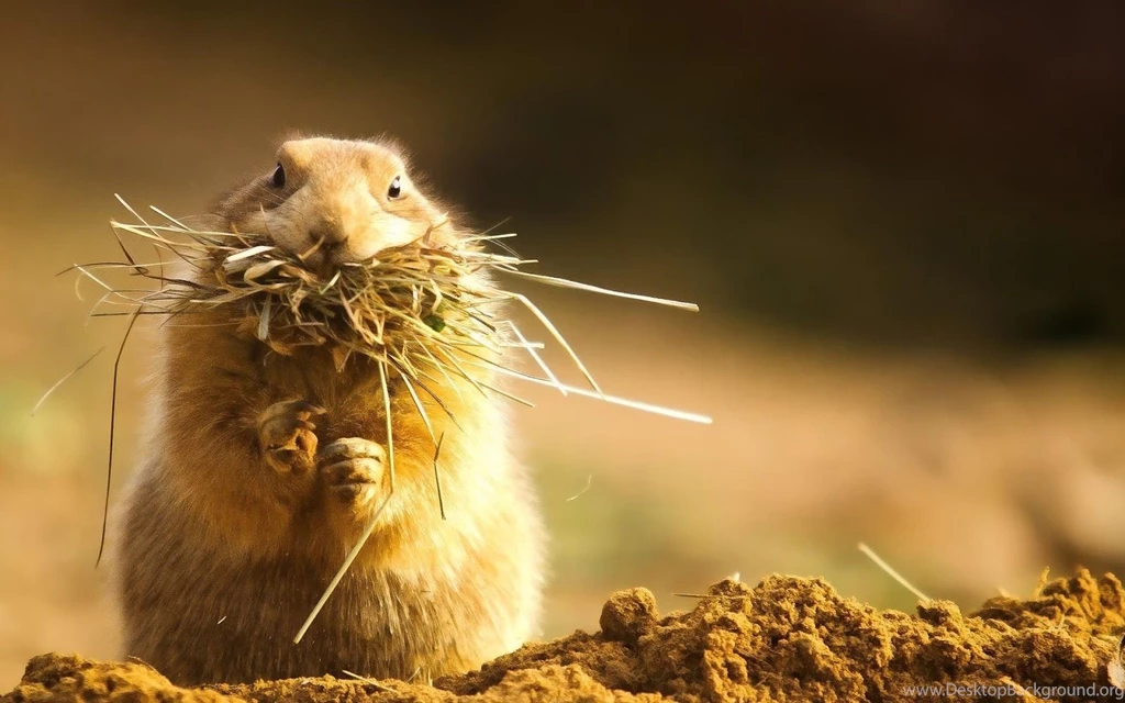 Hamster Wallpaper Image Background.jpg