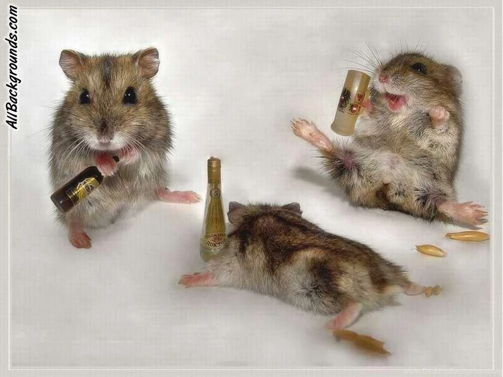 Cute Hamster Backgrounds Twitter & Myspace Backgrounds