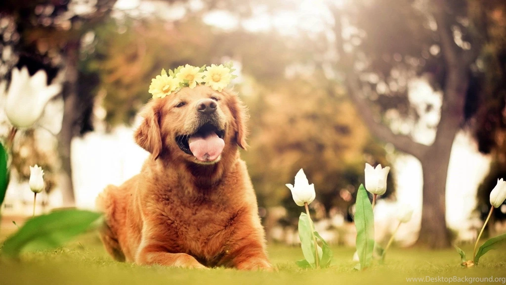 Gallery For Computer Dog Wallpapers