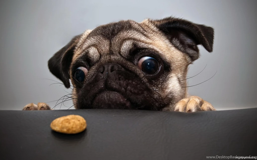 Funny Dog Wallpapers Wallpapers Cave