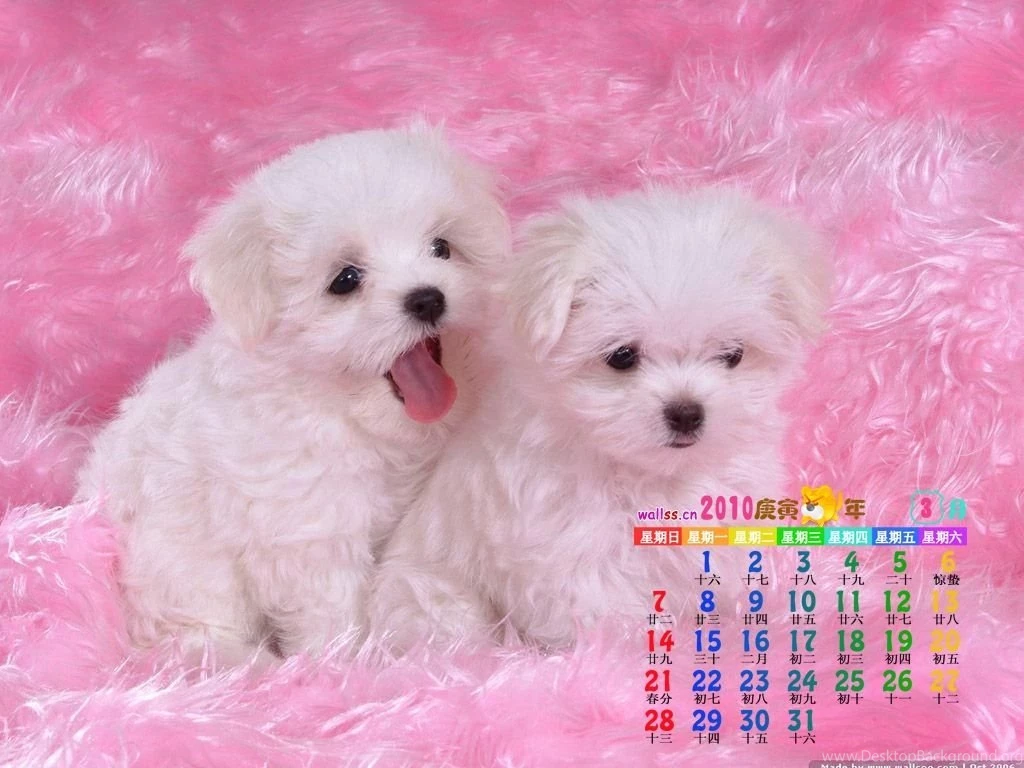 Dogs Free Cute 397965 Cute Dog Wallpapers