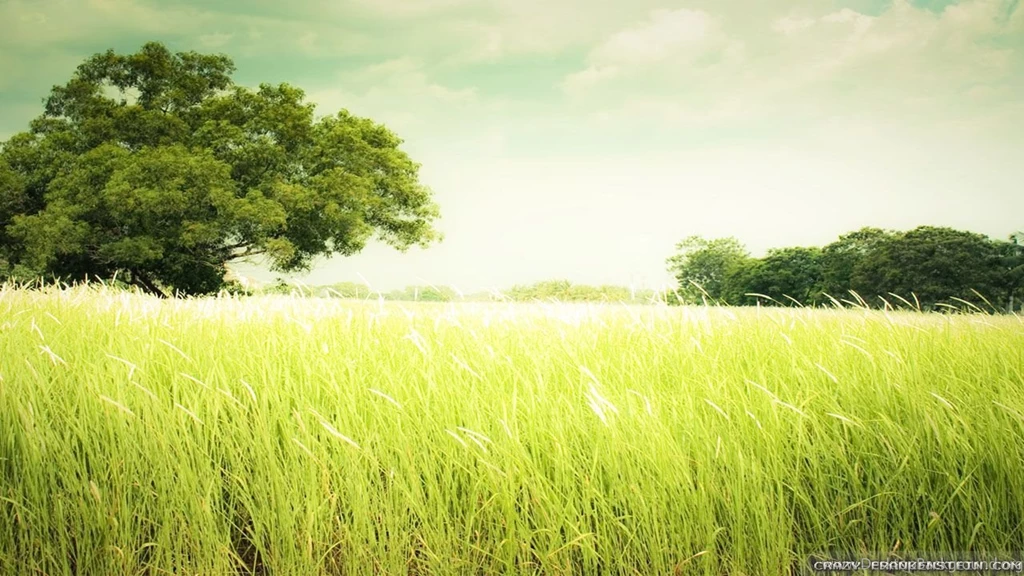 Summer Field Wallpapers 2 Crazy Frankenstein