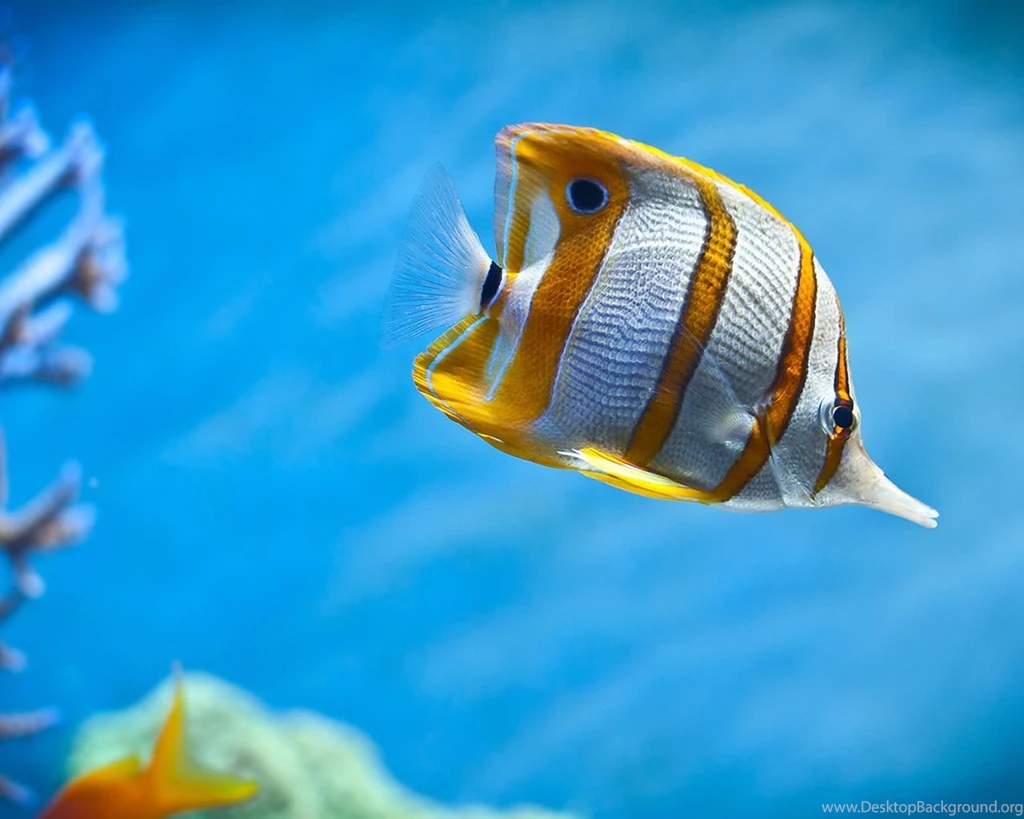 Terralonginqua: Copperband Butterfly Tropical Fish Aquarium Corals ...