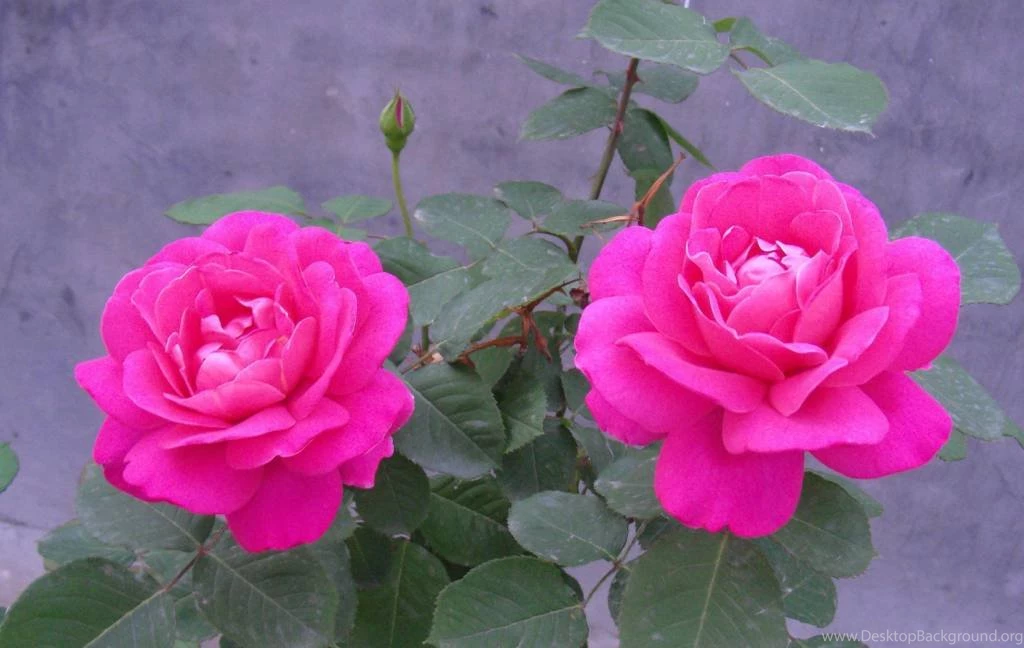 Rose Flower.jpg