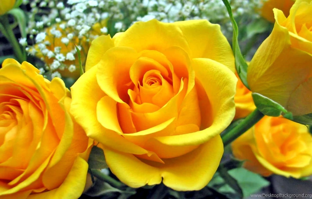 Yellow Flower Wallpapers Free Download For Desktop