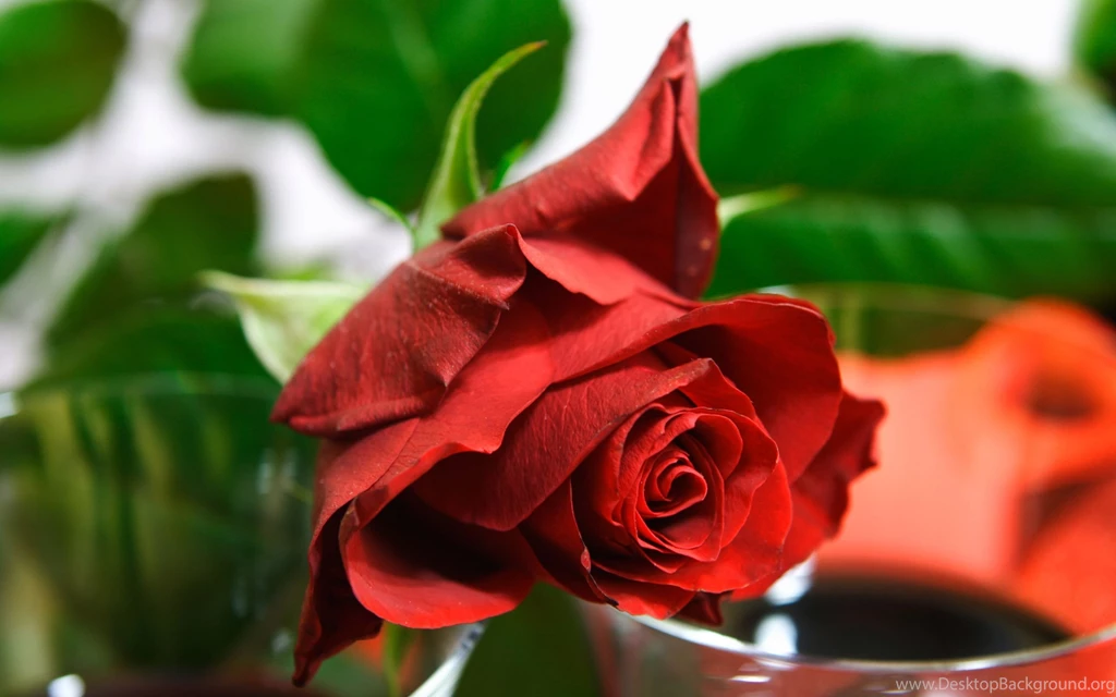 Free Flowers Wallpapers   Wallpapers Cave