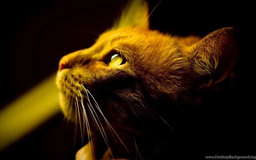 Cool HD Wallpapers 1080p Wallpapers Cave