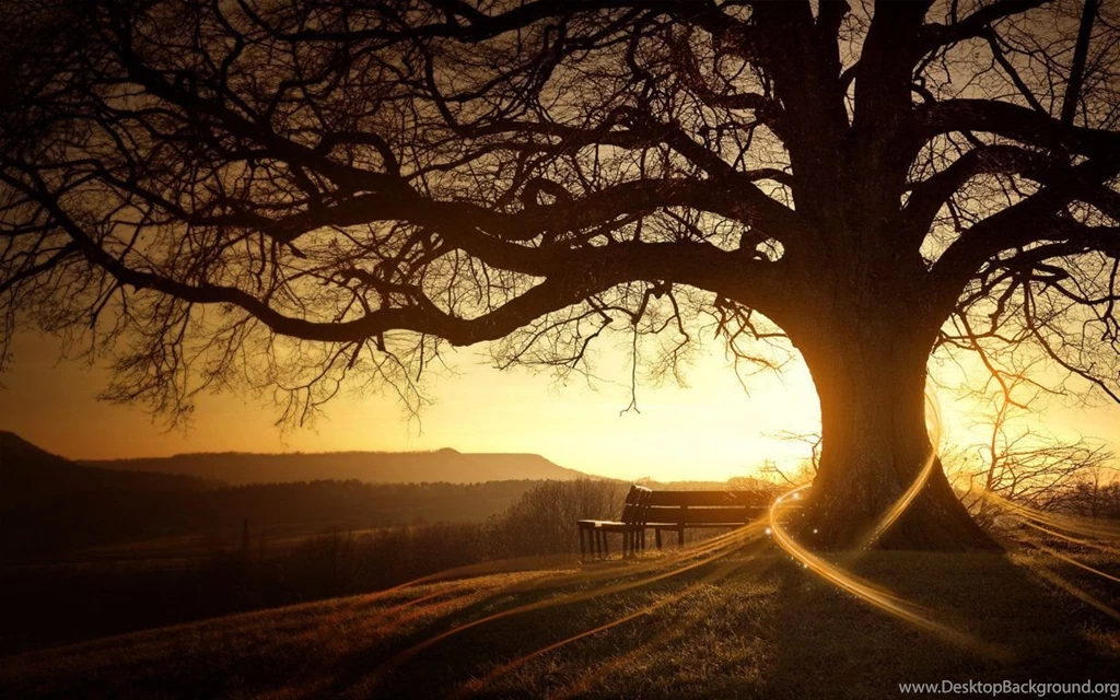 Wallpapers Hd Vintage Tree.