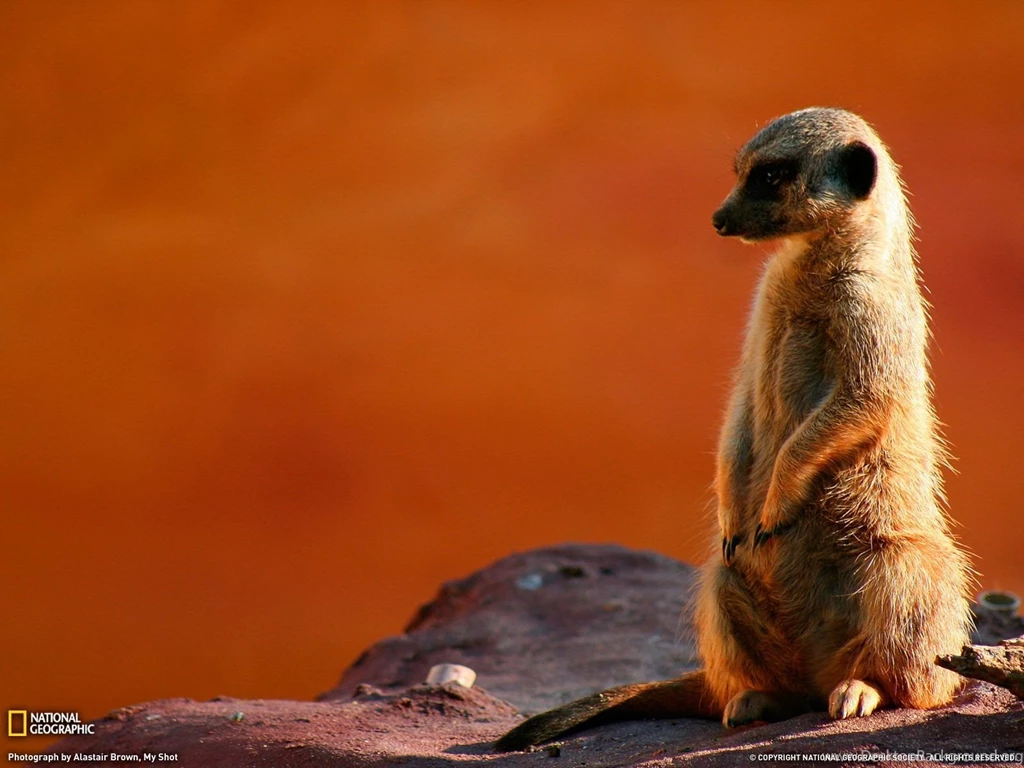 Cheeky Meerkat Photo, Animal Wallpapers National Geographic Photo ...