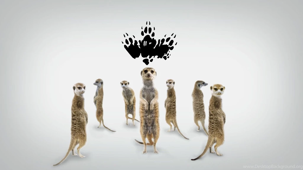 Meerkat Face Wallpaper.