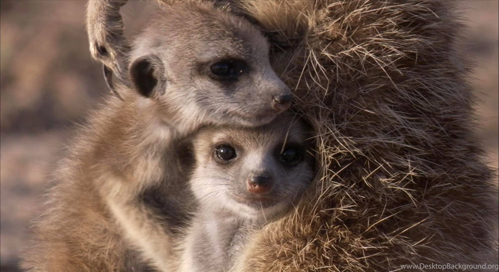 Meerkat Wallpapers Meerkats Wallpapers