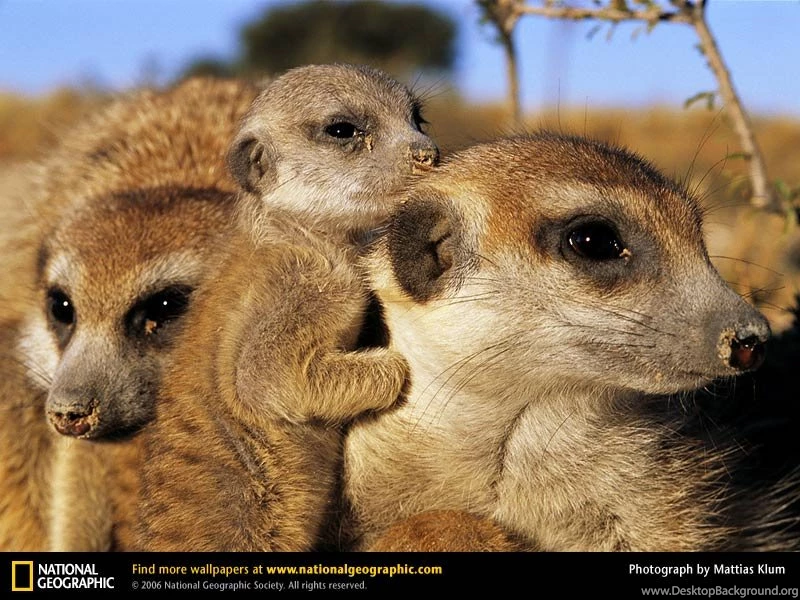 Meerkat Picture, Meerkat Desktop Wallpaper, Free Wallpapers ...