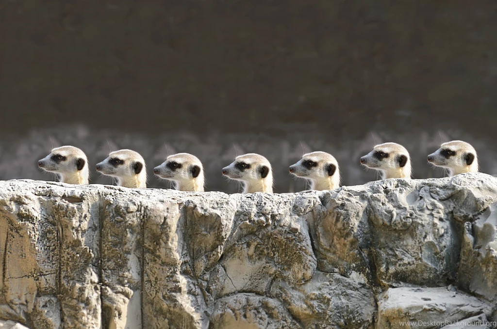 Many Stones Meerkat Suricata Suricatta Animals Wallpapers ...