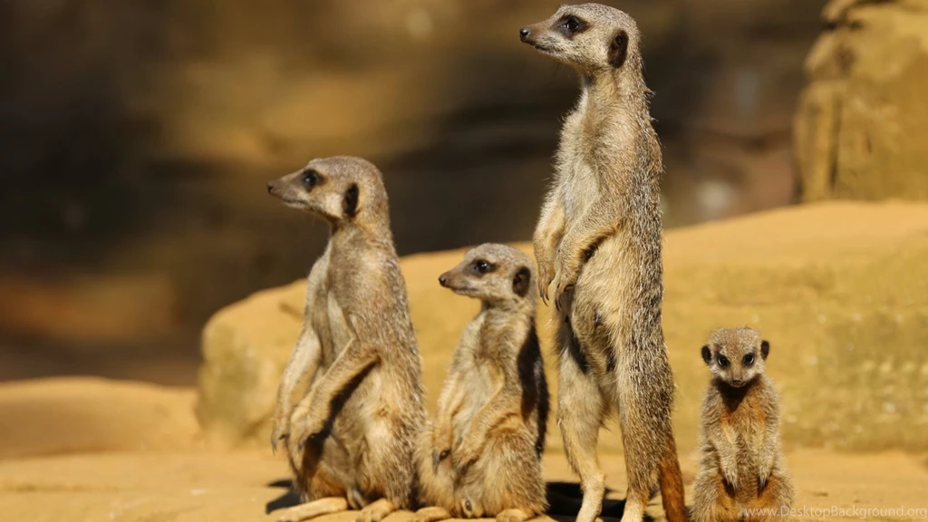 Meerkats Wallpapers :: HD Wallpapers