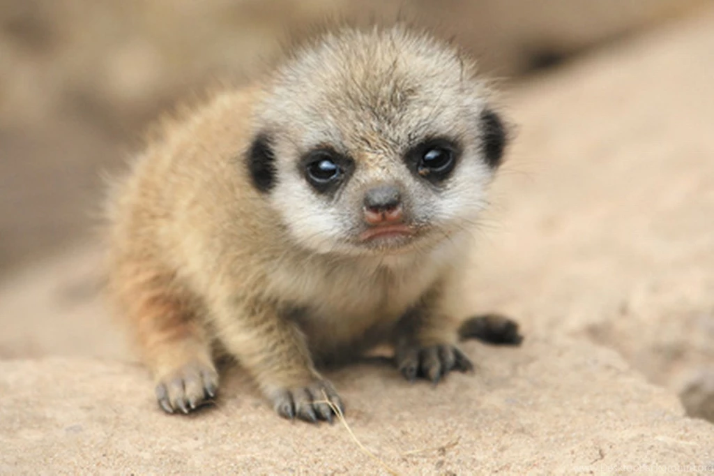 Baby Meerkat Face Wallpaper.