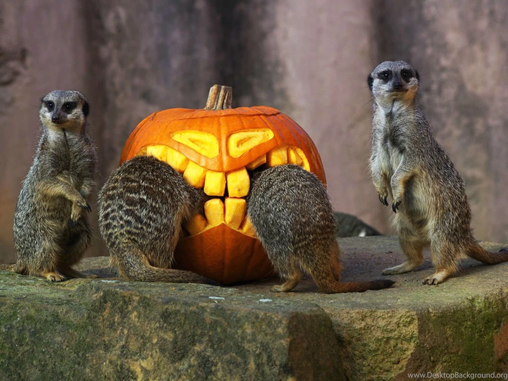HALLOWEEN Meerkat Wallpapers