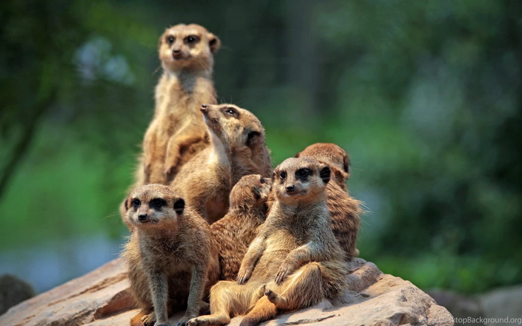 Meerkat Family At The Zoo Wallpapers :: HD Wallpapers