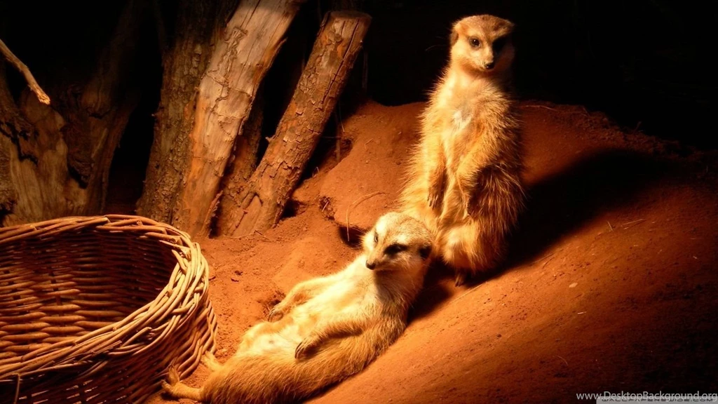 Meerkat HD Desktop Wallpapers : Widescreen : High Definition ...