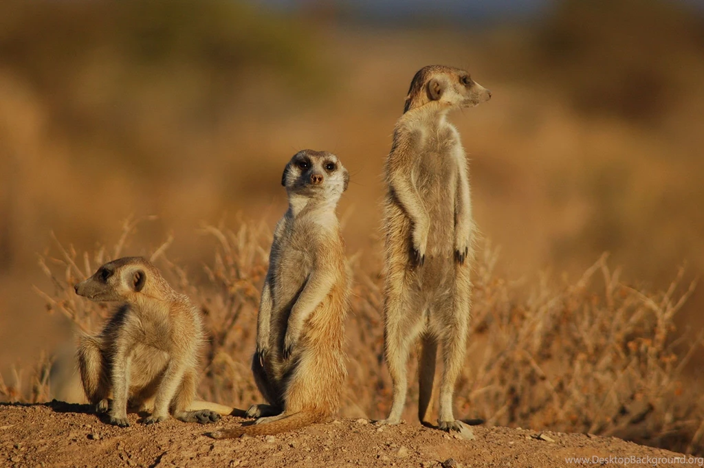 Meerkat 1920x1080p HD Animal Wildlife Nature Wallpapers