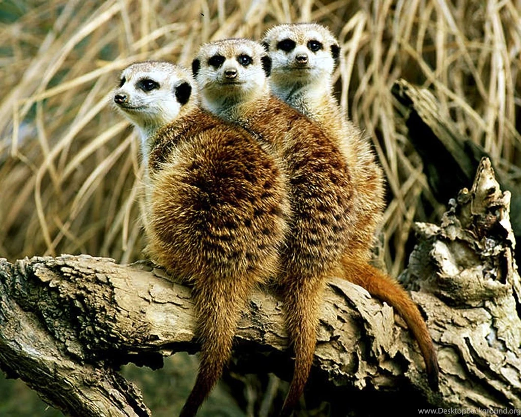 Other Meerkats Animal Portrait Meerkat Sweet Log Free Download ...