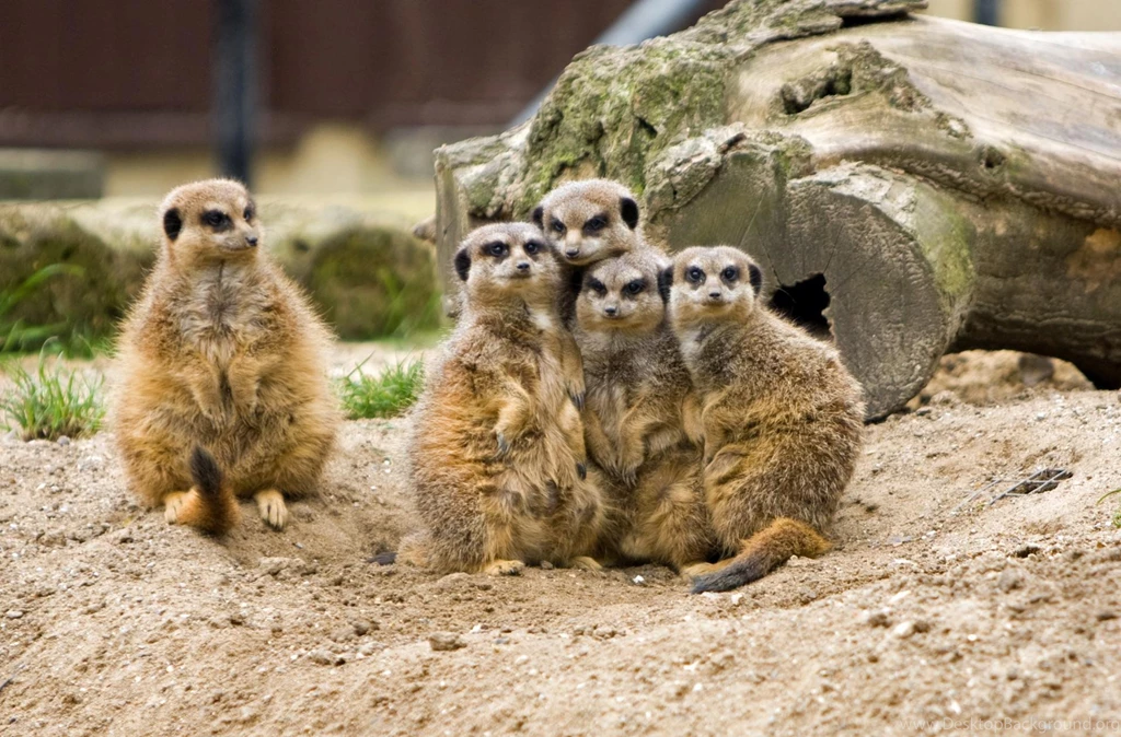 Meerkat Family Group (