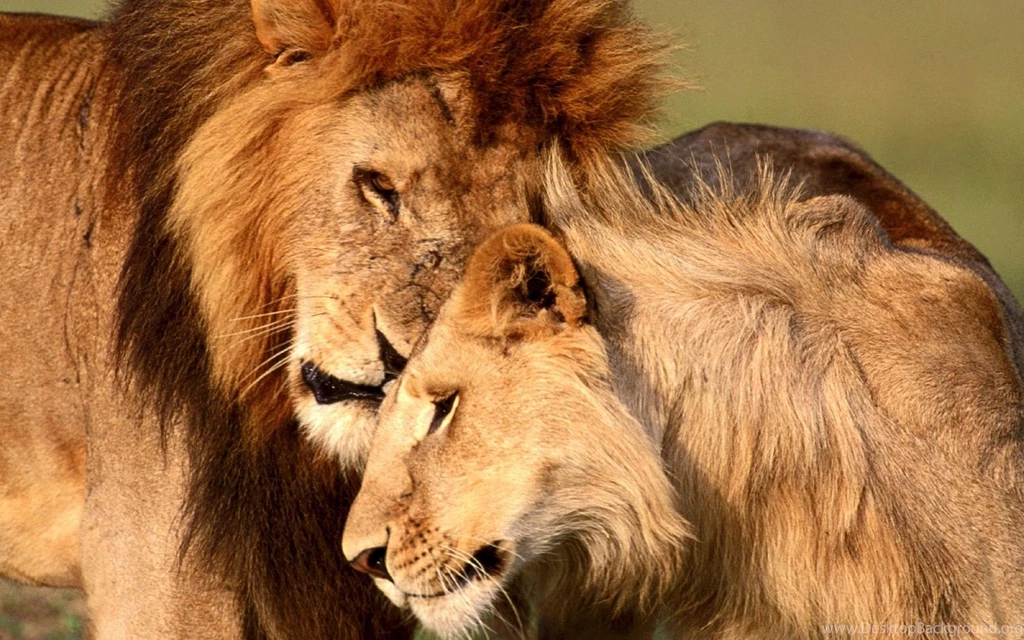 Lion Wallpapers Pictures HD FTY